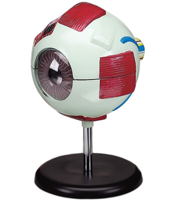 6x Dissectible Eye Model