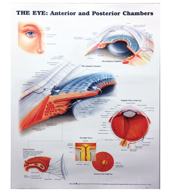  Eye: Anterior & Posterior Chambers