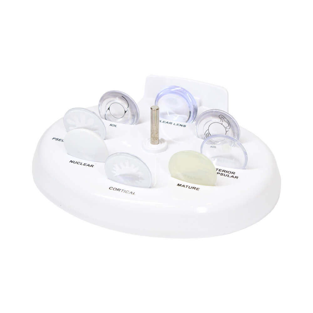Cataract Eye Model - 8